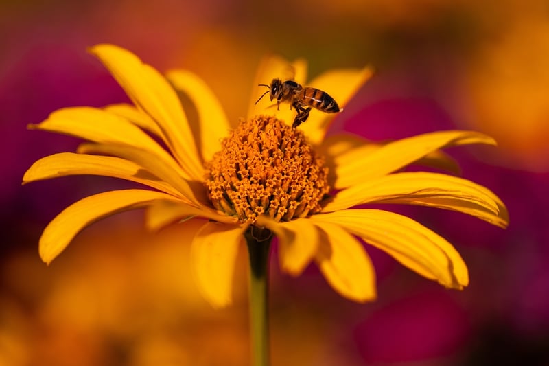 Echinacea Herb